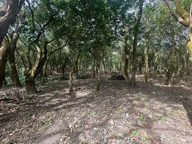 Venta de Terrenos en el Valle, Calle del Níspero, 2500m2
