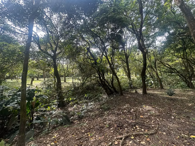 Venta de Terrenos en el Valle, Calle del Níspero, 2500m2