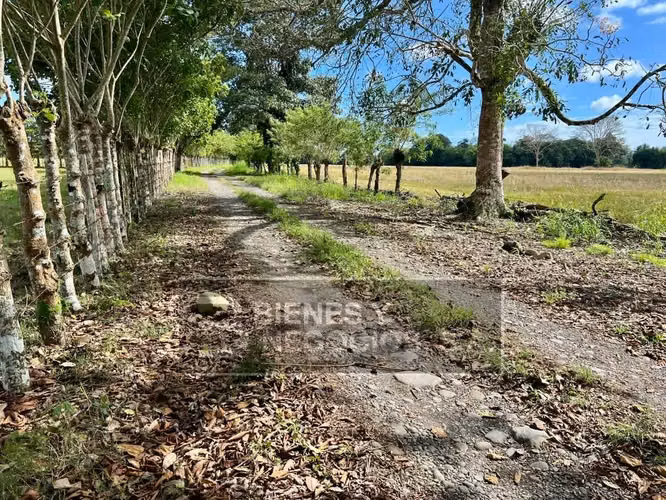 Finca en Chiriqui, Divala, 559 Hectáreas mecanizables