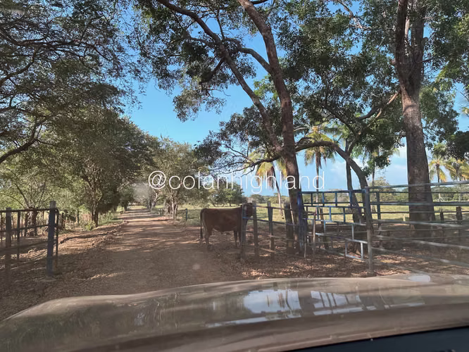 Se Vende Finca de 174.4 Hectareas en La Villa de Los Santos - Imagen 2
