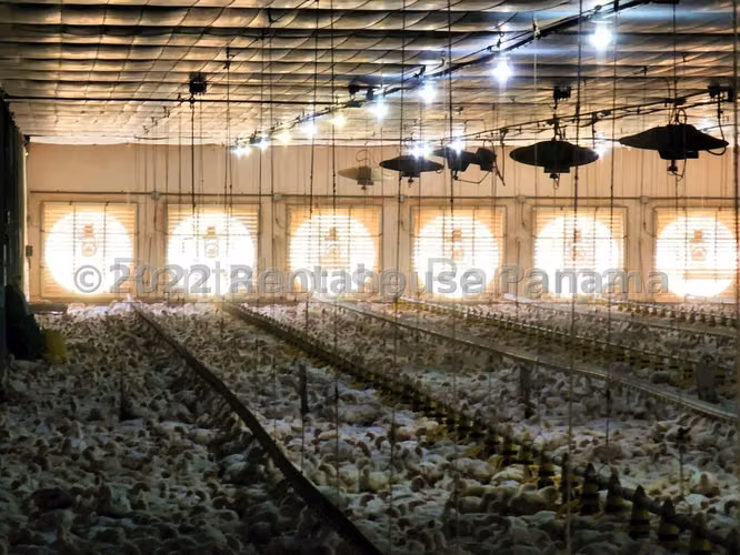 Venta de Granja Explotadora de Pollos en Natá, Coclé 26-4519GG