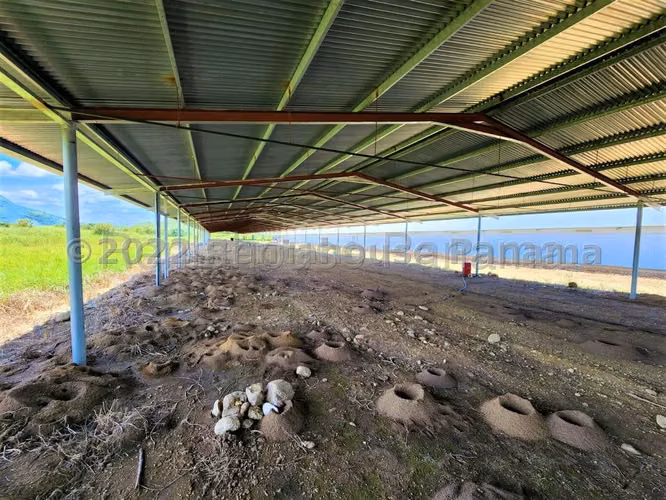 Venta de Granja Explotadora de Pollos en Natá, Coclé 26-4519GG
