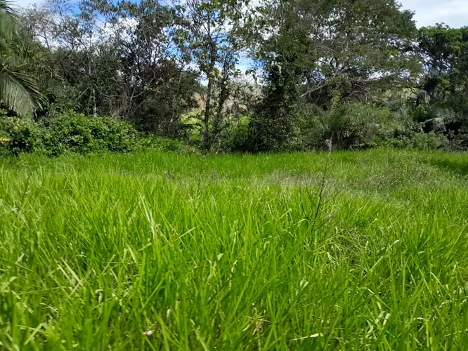 SE VENDE FINCA GANADERA EN PUERTO ORLA (RÍO DE JESÚS).