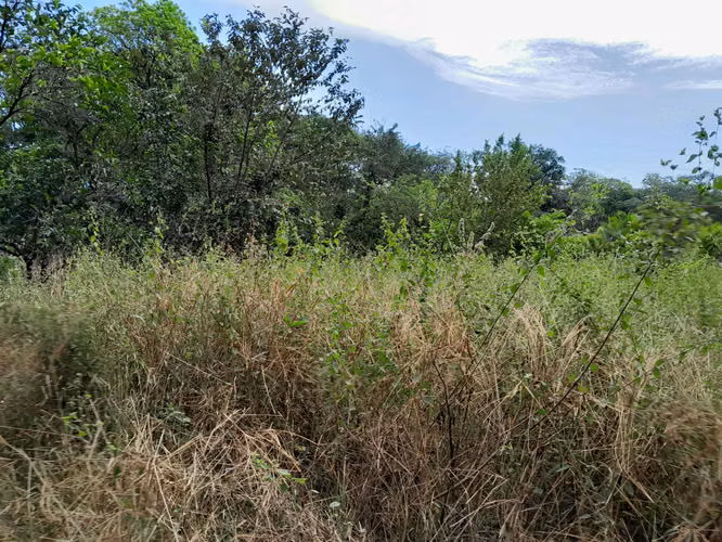 SE VENDE FINCA GANADERA EN PUERTO ORLA (RÍO DE JESÚS).