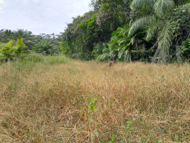 SE VENDE FINCA GANADERA EN PUERTO ORLA (RÍO DE JESÚS).