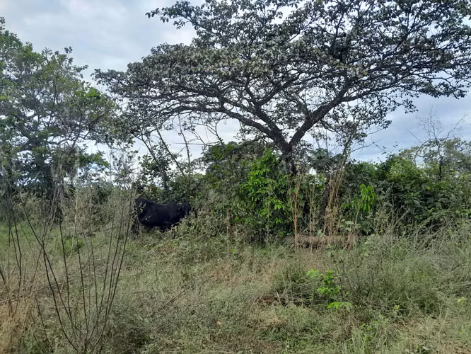 SE VENDE FINCA GANADERA EN PUERTO ORLA (RÍO DE JESÚS).