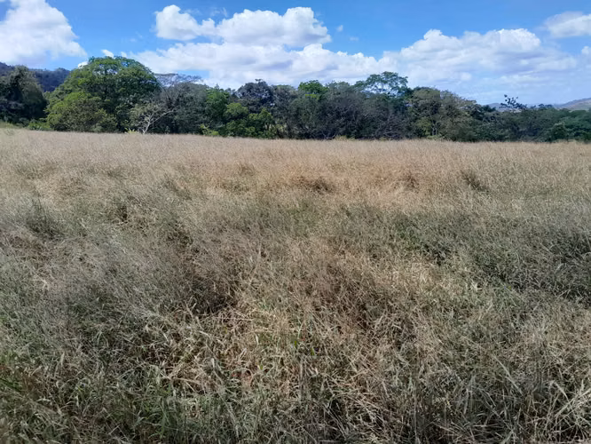 SE VENDE FINCA EN TONOSI (RÍO TONOSI POR EL MEDIO)