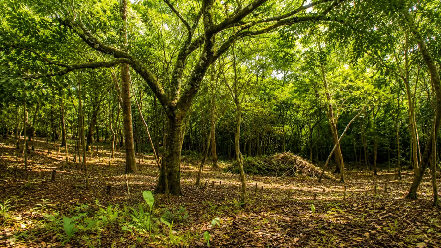 Land for sale in Cerro Azul, 1 hectare