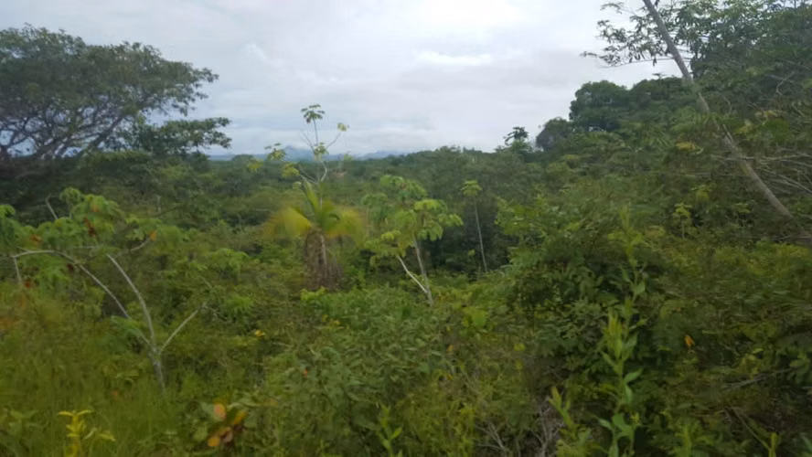 7 hectáreas de terreno en venta, el Higo De San Carlos