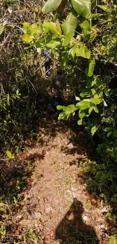 7 hectáreas de terreno en venta, el Higo De San Carlos