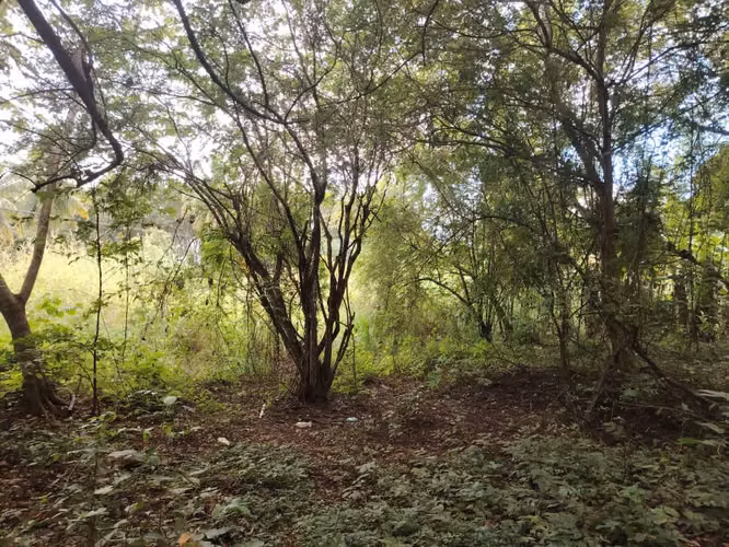 Terreno en Venta en Pesé - Vía Principal - Imagen 9