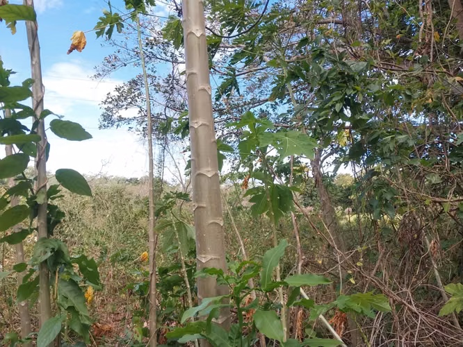 Se vende terreno frente a la via El Copé, Penonomé Coclé 2.1 HAS - Imagen 7