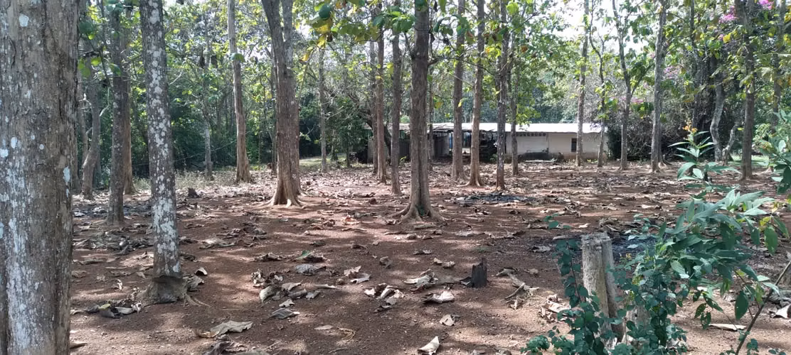 Finca 140 hectáreas en Santa Rita, La Chorrera. - Imagen 9