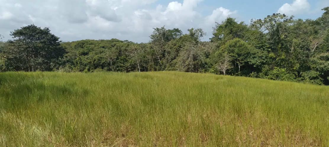 Finca 140 hectáreas en Santa Rita, La Chorrera.
