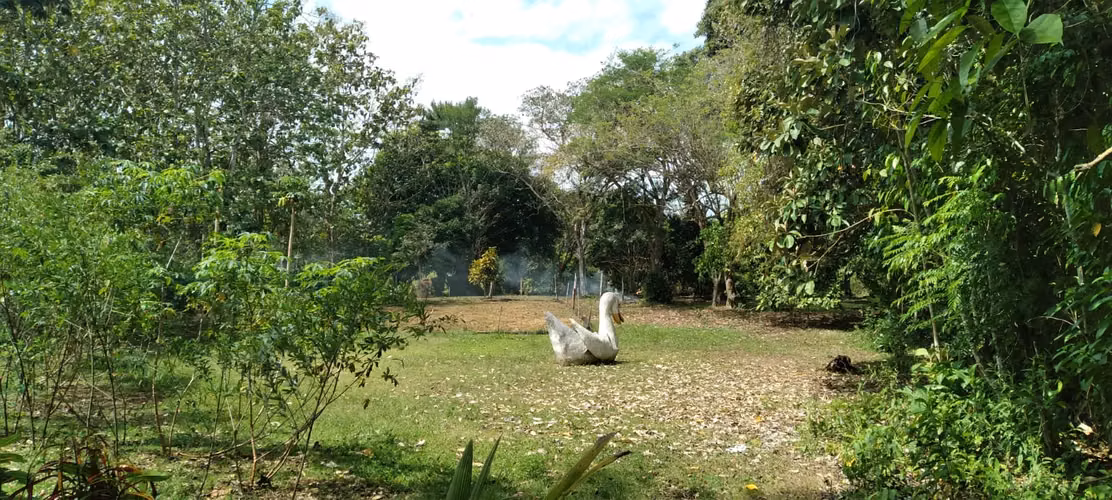 Finca 140 hectáreas en Santa Rita, La Chorrera. - Imagen 10