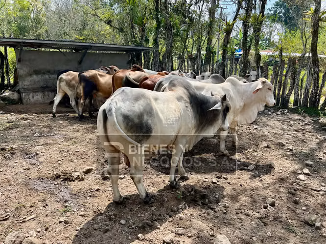 Fincas en Chiriqui, San Andres, 12.6 hectáreas en San Francisco