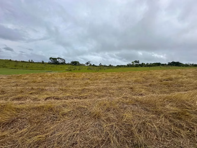 Venta de Finca en Vía las Mendozas, El Arado, La Chorrera, 80 hectáreas