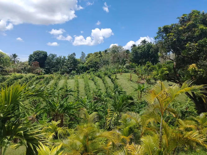 FINCA GRANDE ESPECIAL PARA PROYECTO CERCA ZONA COMERCIAL DE CORONADO - Imagen 6