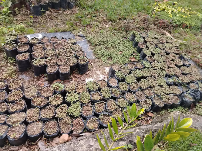 FINCA GRANDE ESPECIAL PARA PROYECTO CERCA ZONA COMERCIAL DE CORONADO - Imagen 12