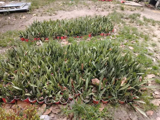 FINCA GRANDE ESPECIAL PARA PROYECTO CERCA ZONA COMERCIAL DE CORONADO - Imagen 11