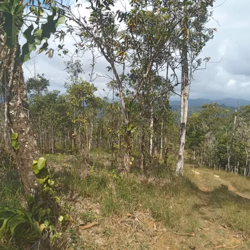 Finca en venta en Cerro Azul | 20.7 hectareas para desarrollo o inversión
