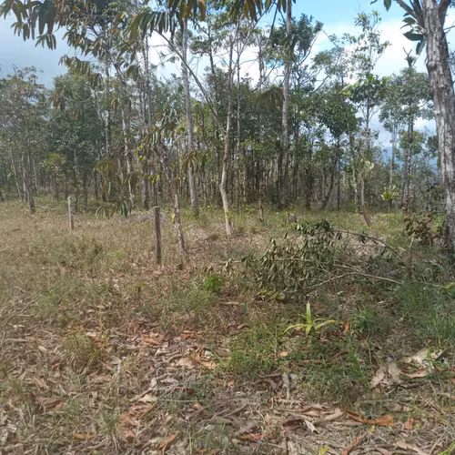 Finca en venta en Cerro Azul | 20.7 hectareas para desarrollo o inversión