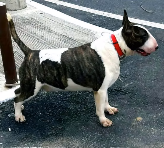 Bull Terrier