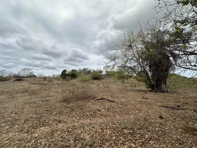 Se Vende Finca de 3 Hectareas con Casa en Las Tablas - Imagen 13