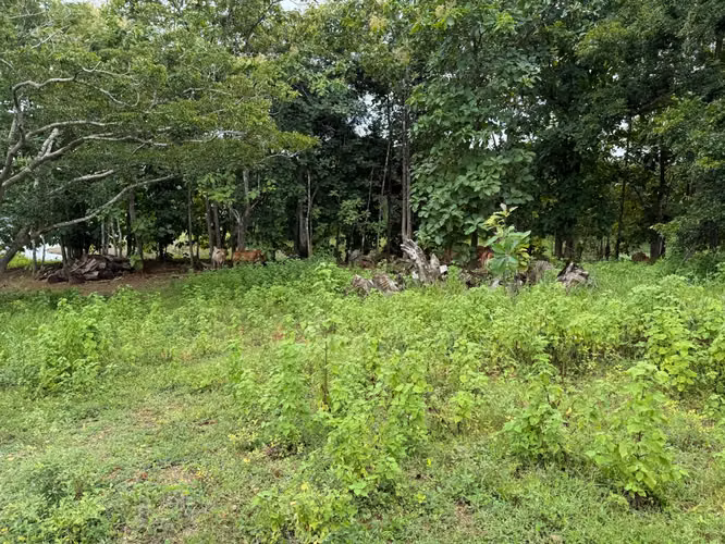 Venta de Finca en Chepo, Lago Bayano, 97 hectáreas