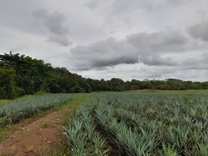 Venta de Finca en Chorrera, La Mendoza, 13 hectáreas