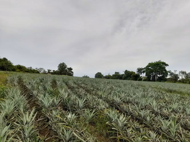 Venta de Finca en Chorrera, La Mendoza, 13 hectáreas