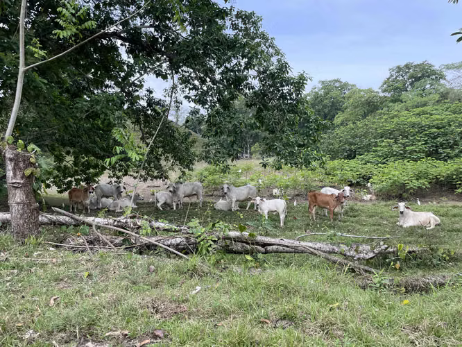 Se vende finca en Viento Frío, Santa Isabel