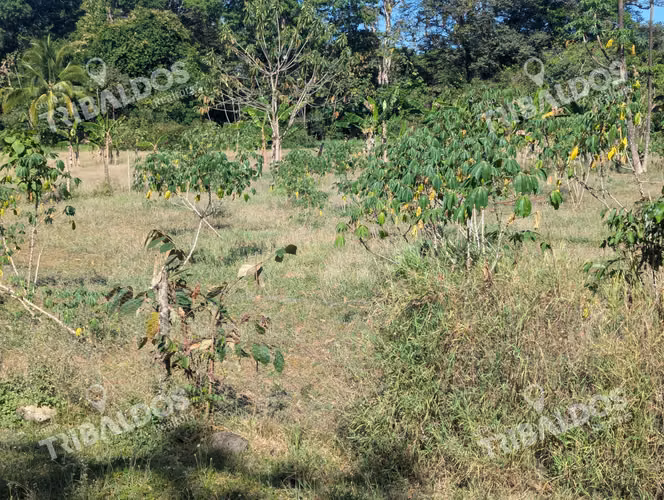 Venta de Isla en Panamá, Isla Cébaco