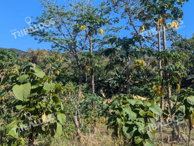 Venta de Isla en Panamá, Isla Cébaco
