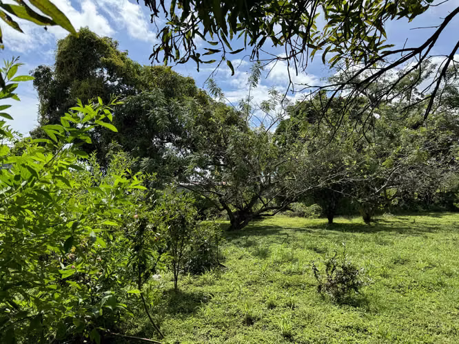 Vendo Terreno en la Via Panamericana - Chame - Imagen 17