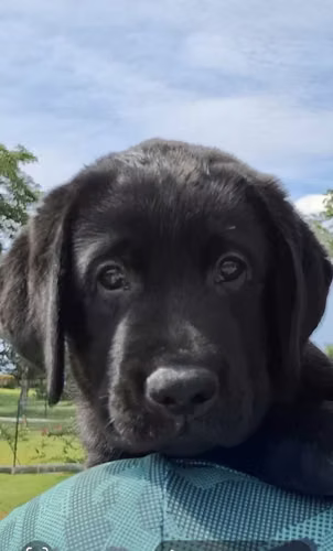 LABRADORES NEGROS HERMOSOS Y PUROS - Imagen 3