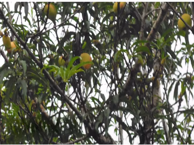 Venta de Finca en Sorá, 42 Hectáreas