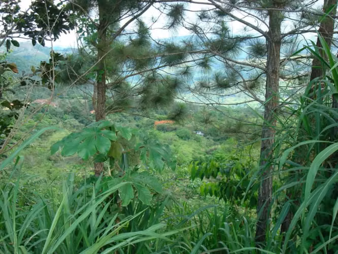 Venta de Finca en San Carlos, El Higo 11 Hectáreas