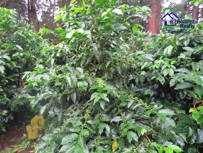 ID# F-0127 Finca en Venta