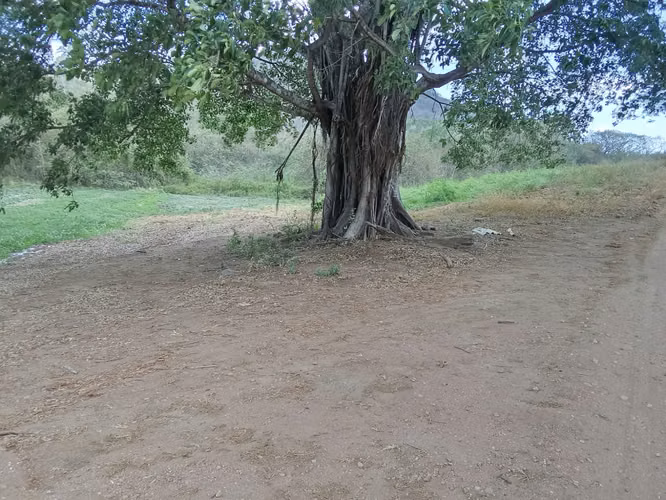 Venta de Finca en Cermeño, Coclé, 100 hectáreas