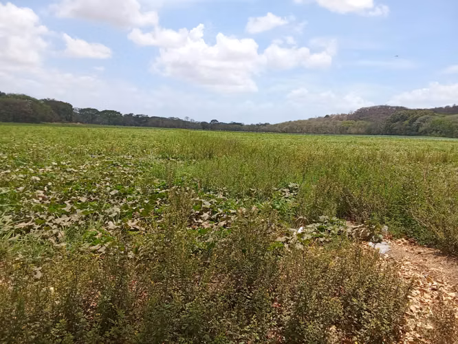 Venta de Finca en Cermeño, Coclé, 100 hectáreas