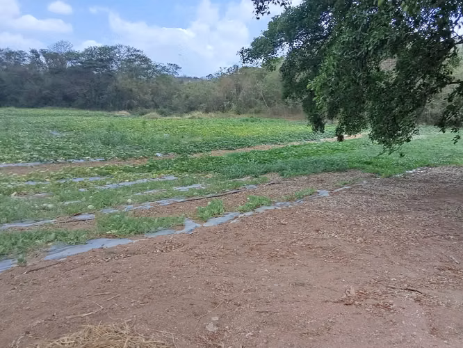 Venta de Finca en Cermeño, Coclé, 100 hectáreas
