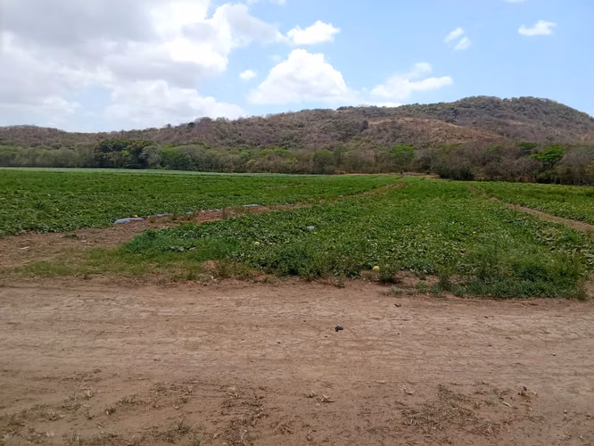 Venta de Finca en Cermeño, Coclé, 100 hectáreas