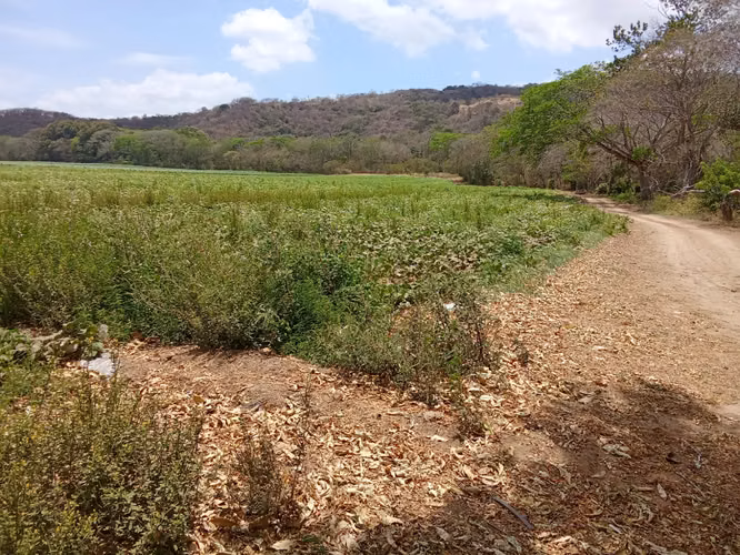 Venta de Finca en Cermeño, Coclé, 100 hectáreas