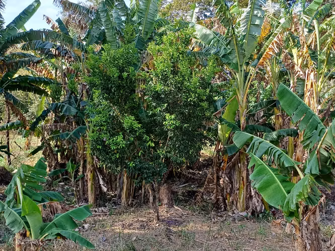 Terreno fértil en venta en Las Uvas de San Carlos, Panama Oeste - Imagen 2