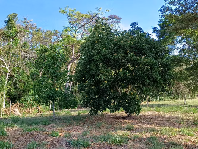 Terreno fértil en venta en Las Uvas de San Carlos, Panama Oeste - Imagen 3