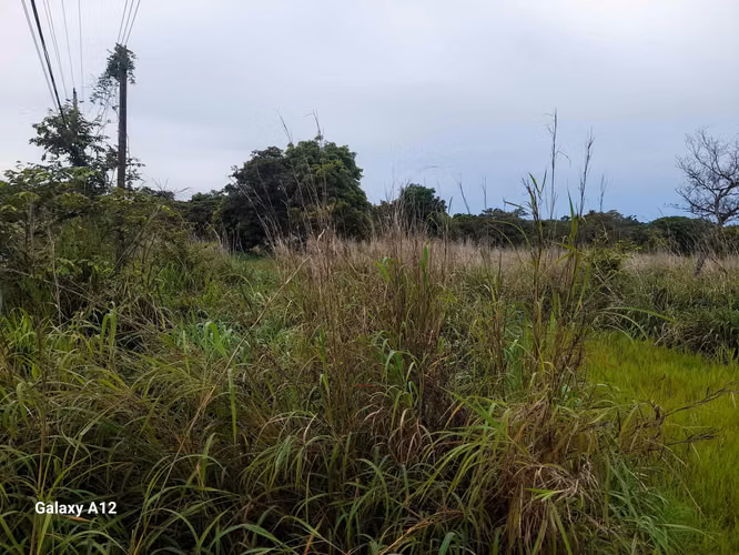 Vendo Terreno en Punta barco, 11 hectáreas, planas