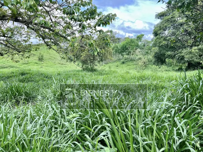 Finca en Chiriqui, San Andrés 8.7 hectáreas en Quebrada Llana