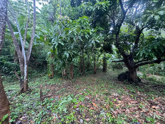 Terreno en venta en Buenos Aires, Sora, Chame con 3,016m2 vista a la montaña - Imagen 7