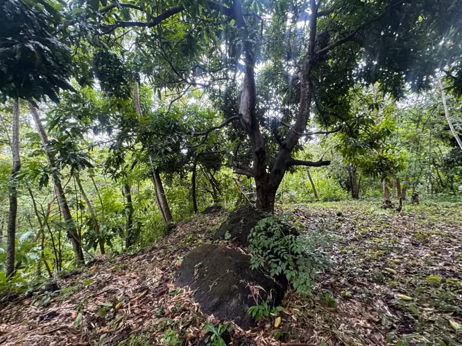 Terreno en venta en Buenos Aires, Sora, Chame con 3,016m2 vista a la montaña - Imagen 6